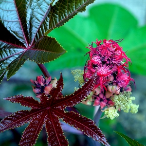 Feuilles et fleurs femelles et mâles du Ricinus communis, - Belgique  - collection de photos clin d'oeil, catégorie plantes